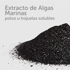 Algas Marinas