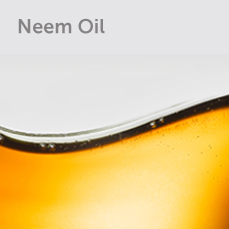 Neem Oil