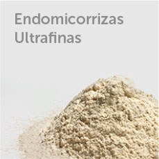 Endo Micorrizas Ultrafinas