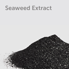 Seaweed Extract